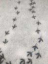 Cute pigeon footprints in the snow view