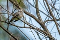 Cute pigeon perched and looking Royalty Free Stock Photo