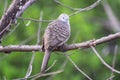 Cute pigeon perched and looking