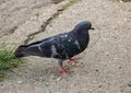 A cute pigeon on the street.