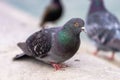 The Cute pigeon at Tuileries Garden.
