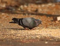 Cute pigeon walking and eating grains