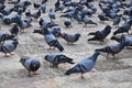 Flock Of Pigeons