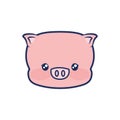 cute piggy animal baby
