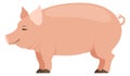 Cute piglet cartoon icon. Domestic farm animal