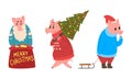 Cute Piglet Christmas Characters in Action Set, Pigs Dressed Warm Bright Clothes Carrying Christmas Tree and Red Gift