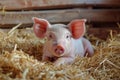 Cute piglet in farm. Happy and healthy small pig. Livestock farming