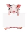 Cute piglet sitting with a banner