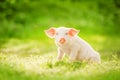 Cute piglet sitting on a green field. Funny animals emotions. Royalty Free Stock Photo