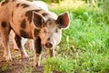 Cute piglet walking on grass in spring time. Pigs grazing at me Royalty Free Stock Photo