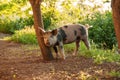 Cute piglet walking on grass in spring time. Pigs grazing at me Royalty Free Stock Photo