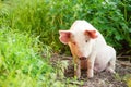 Cute piglet walking on grass in spring time. Pigs grazing at me Royalty Free Stock Photo