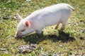 Piglet walking in field