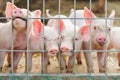 Cute piglets on the farm Royalty Free Stock Photo