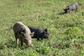 Cute piglets feeding in green grass, eco farming