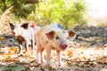 Cute piglets Madagascar