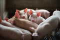 Cute Piglets in the pig farm