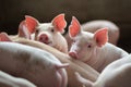 Cute Piglets in the pig farm Royalty Free Stock Photo