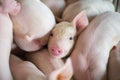 Cute Piglets in the pig farm Royalty Free Stock Photo