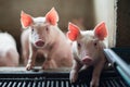 Cute Piglets in the pig farm