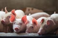 Cute Piglets in the pig farm Royalty Free Stock Photo