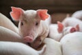 Cute Piglets in the pig farm Royalty Free Stock Photo