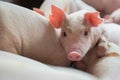 Cute Piglets in the pig farm Royalty Free Stock Photo