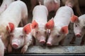 Cute Piglets in the pig farm Royalty Free Stock Photo