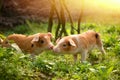 Cute piglets playing with each other in the farmyard