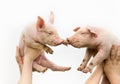 Cute piglets Royalty Free Stock Photo