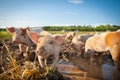 Cute pigs Royalty Free Stock Photo