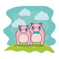 cute pigs couple characters vector illustration Royalty Free Stock Photo