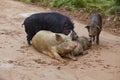 Cute pigs family in natural environment