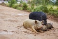 Cute pigs family in natural environment