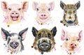 Set of watercolor portrait pigs and boar Royalty Free Stock Photo