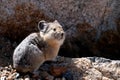 Cute Pika sitting on a rock Royalty Free Stock Photo