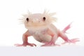 cute pink albino axolotl