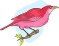 Cute pink bird