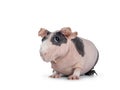 Pink with black spots skinny pig on white Royalty Free Stock Photo