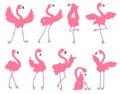 Cute pink flamingos with different emotions set. African birds cartoon flat illustration isolated on white background. Royalty Free Stock Photo