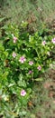 Cute Pink Flower with leafs