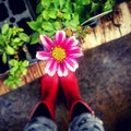 Cute, pink flower and red boots at the Cherry Greenhouse Royalty Free Stock Photo