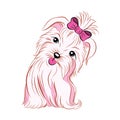 Cute pink girl dog showing her tongue Royalty Free Stock Photo