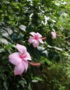 cute pink hibiscus flowers a small distance apart from each other Royalty Free Stock Photo