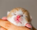 Pink nose and lips of newborn kitten. Closeup of tiny kitten with the Eyes Still Closed. Baby kitten in caring hands Royalty Free Stock Photo