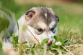 Cute, with pink nose puppy Malamute lying on the grass