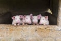 Cute pink pigs standing in a row