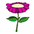 Cute pink purple flower and illustration drawing and drawing illustration white background Royalty Free Stock Photo