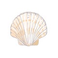 Cute pink sea shell. Hand drawn illustration vector. Royalty Free Stock Photo