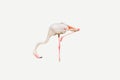 Cute pink single Flamingo bird isolated on a white background